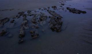 深沪湾海底古森林 深沪湾海底古森林