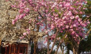 樱花草钢琴简谱 樱花草钢琴简谱