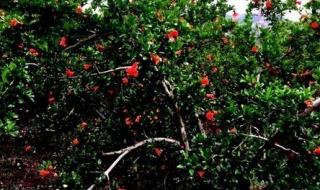 石榴花开的时节 石榴花开的时节