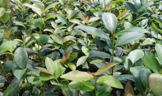 油茶苗价格 油茶苗价格