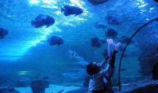 小梅沙海洋世界攻略