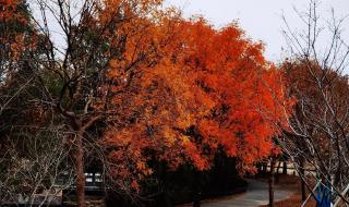 上海辰山植物园攻略