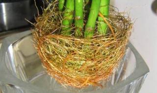 哪一种竹子不长在土里 哪一种竹子不长在土里