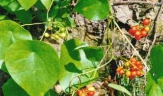 千金藤根部图片 千金藤根部图片