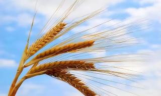 2023跳水世界杯赛程